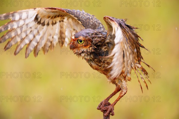 Burrowing owl (Speotyto cunicularia) Pantanal Brazil