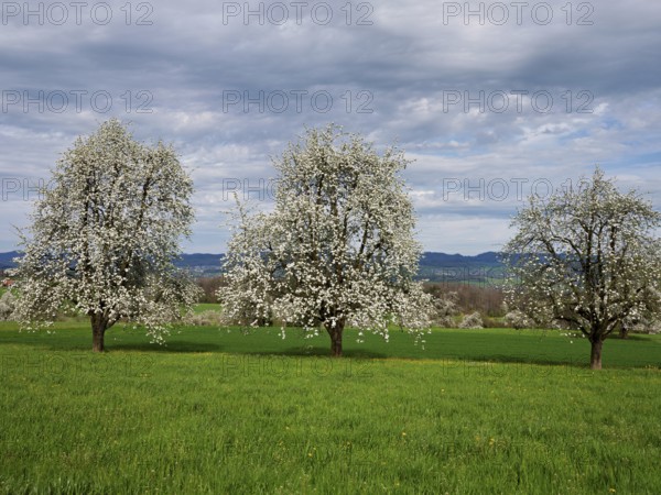 Flowering pear trees (Pyrus communis), Beinwil, Freiamt, Canton Aargau, Switzerland, Europe