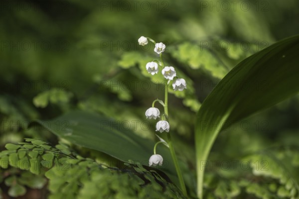 Lily of the valley (Convallaria majalis), Emsland, Lower Saxony, Germany, Europe