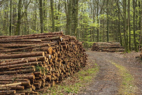 Piles of logs at road in beech forest in Ystad municipality, Skåne county, Sweden, Scandinavia, Europe