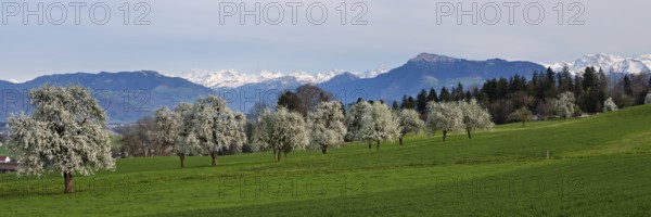 Flowering pear trees (Pyrus communis) . In the background the snow-covered Alps and the Rigi, Beinwil, Freiamt, Canton Aargau, Switzerland, Europe