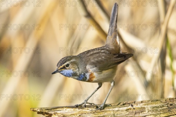 Bluethroat (Luscinia svecica cyanecula) Male Germany