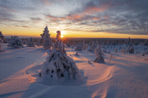 Winter landscape with snow-covered trees, Riisitunturi National Park, Posio, Lapland, Finland, Europe