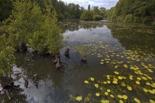 The Niepkuhlen a body of water with water lilies and trees creates a tranquil, natural scene, Krefeld, North Rhine-Westphalia, Germany, Europe
