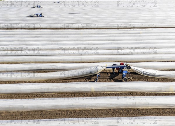 DefaultAsparagus harvest on the Lower Rhine, near Wesel, asparagus field under thermo foil, for faster growth, even in cold weather conditions, with the help of an asparagus spider the harvesters prick the asparagus, the machine lifts the foil tunnel and after pricking it puts the plastic foil back on the asparagus stem, North Rhine-Westphalia, Germany, Europe