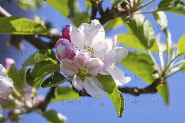 Apple blossom. Spring in the Ortenau. Renchen, Baden-Württemberg, Germany, Europe