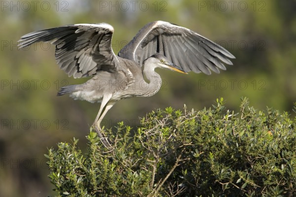 Grey Heron (Ardea cinerea) flying, Camarque, France, Europe