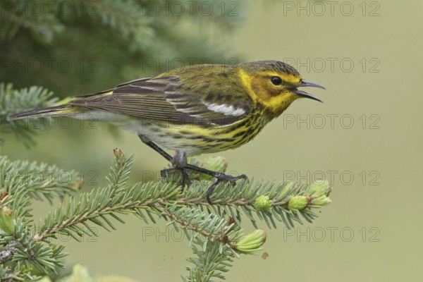 Cape May Warbler (Setophaga tigrina) singing, Manitoba, Canada, North America