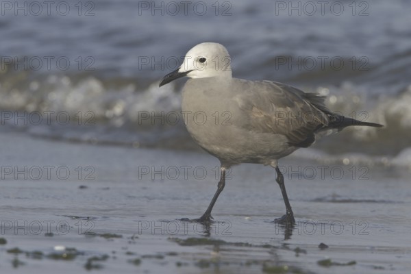 Grey Gull (Leucophaeus modestus), Isla de Ballestas National Park, Peru, South America