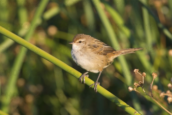 Little Grassbird (Megalurus gramineus), Victoria, Australia, Oceania