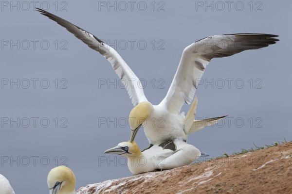 Northern Gannet (Morus bassanus) pair mating, Schleswig-Holstein, Germany, Europe
