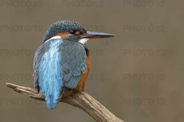 Common Kingfisher (Alcedo atthis), Bavaria, Germany, Europe