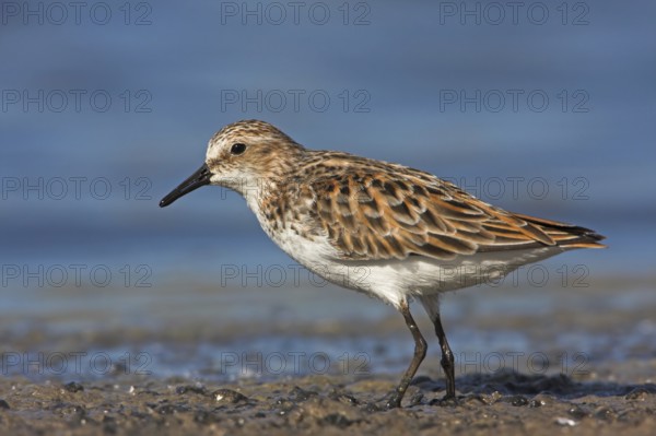 Little Stint (Calidris minuta)