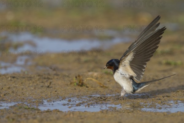 Barn Swallow - Rauchschwalbe - Hirundo rustica ssp. rustica, Morocco, adult female, Africa