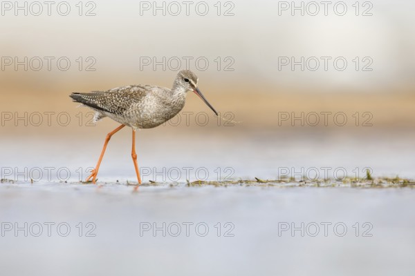 Spotted Redshank (Tringa erythropus) foraging, Poland, Europe