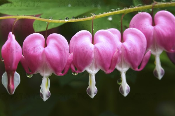 Tearful hearts after rain in April, Germany, Europe