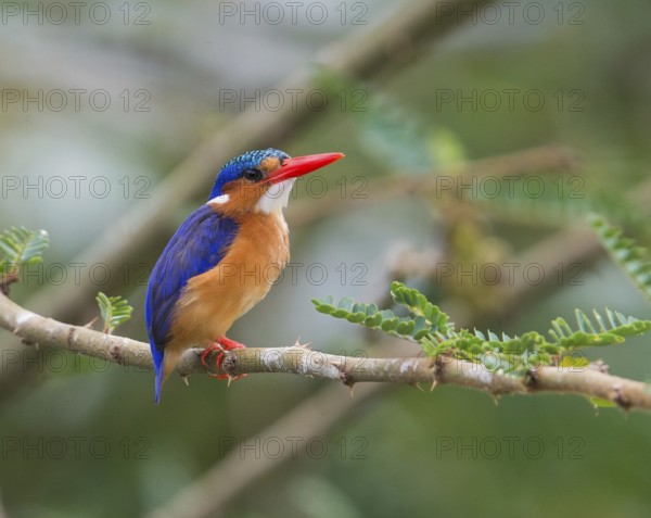 Malachite Kingfisher (Corythornis cristatus), Uganda, Africa