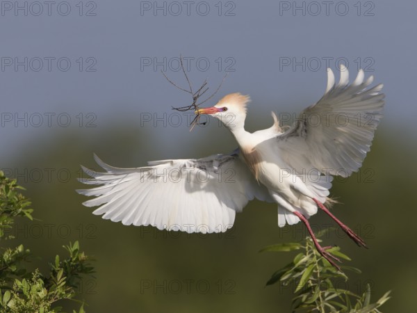 Western Cattle Egret (Bubulcus ibis) male flying with nesting material in beak, Florida, USA, North America