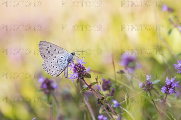 Phengaris arion - Large blue - Quendel-Ameisenbläuling, Germany (Baden-Württemberg), imago