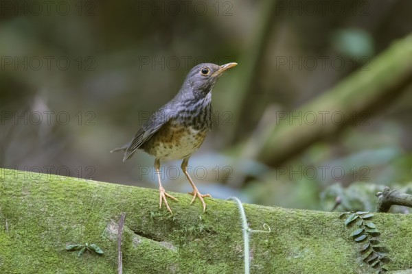 Japanese Thrush (Turdus cardis) female, Cuc Phuong, Vietnam, Asia