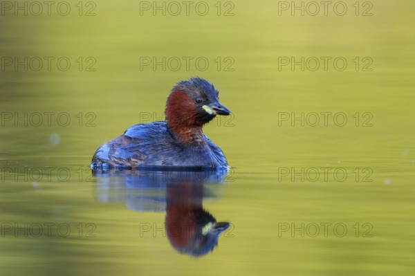 Little Grebe (Tachybaptus ruficollis), North Rhine-Westphalia, Germany, Europe