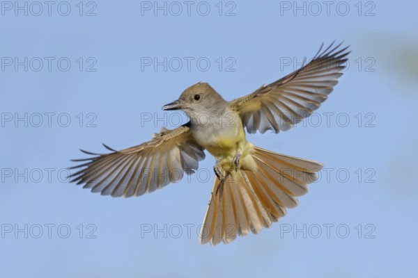 Brown-crested Flycatcher (Myiarchus tyrannulus) flying, Arizona, USA, North America