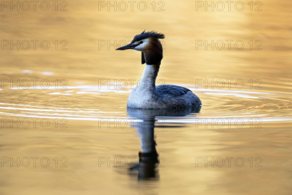 Great Crested Grebe (Podiceps Scalloped ribbonfish), Vulkaneifel, Rhineland-Palatinate, Germany, Europe