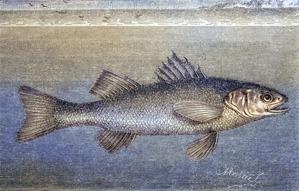 European bass, Dicentrarchus labrax, woodcut from 1880 / Europäische Wolfsbarsch oder auch Seebarsch, Holzschnitt aus 1880, Historisch, historical, digital improved reproduction of an original from the 19th century / digital reproduction of an original from the 19th century