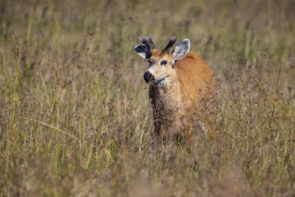 Marsh deer (Blastocerus dichotomous) Pantanal Brazil