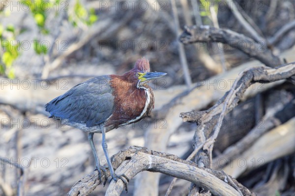Rufescent tiger heron (Tigrisoma lineatum) Pantanal Brazil