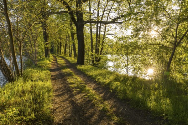 Evening sun, forest path at the Chausee pond near Rietschen, Oberlausitzer Heide- und Teichlandschaft, Saxony, Germany, Europe