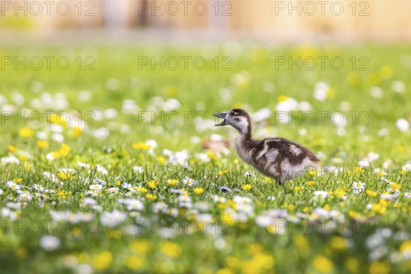 Chicks of the Nile Goose (Alopochen aegyptiaca) freshly hatched, park in spring with spring flowers. Stuttgart, Baden-Württemberg, Germany, Europe