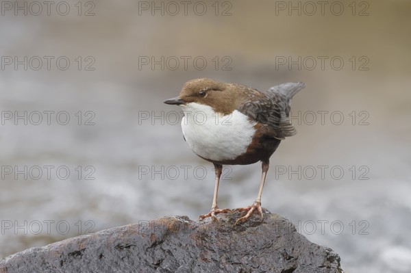 White-throated Dipper (Cinclus cinclus) on a stone on the bank of a river, wildlife, nature photography, songbird, Ochsenmoor, Dümmer See, Lower Saxony, Germany, Europe