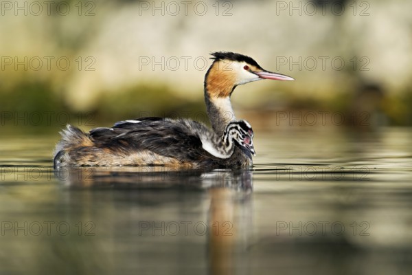Great Crested Grebe (Podiceps Scalloped ribbonfish), with chicks in plumage swimming in the water, Lake Zug, Canton Zug, Switzerland, Europe