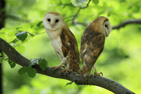 Barn owl (Tyto alba), adult, pair, vigilant, on tree, in summer, Šumava, Czech Republic, Europe