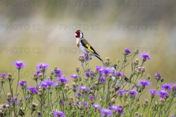 Goldfinch (Carduelis carduelis) Germany