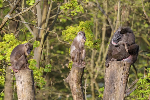 Three Drills (Mandrillus leucophaeus), a male and two females, sit high up on the three stumps of a cut tree and enjoy the early sunlight. A green forest can be seen in the background