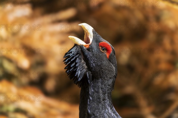 A bird with a red crest and open beak in a brown environment, capercaillie, cock (Tetrao urogallus), France, Europe