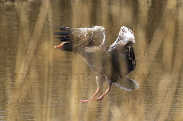 Goose landing in water, surrounded by reeds in spring light, Greylag Goose (Anser anser), wildlife, Germany, Europe