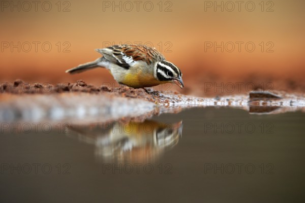 Golden-breasted Bunting (Emberiza flaviventris), adult, at the water, drinking, Kruger National Park, Kruger National Park, Krugerpark, South Africa, Africa