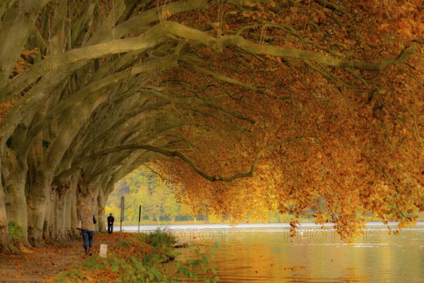 Platanen Allee, lakeside path on Lake Baldeney, near Haus Scheppen, in Essen, autumn, North Rhine-Westphalia, Germany, Europe
