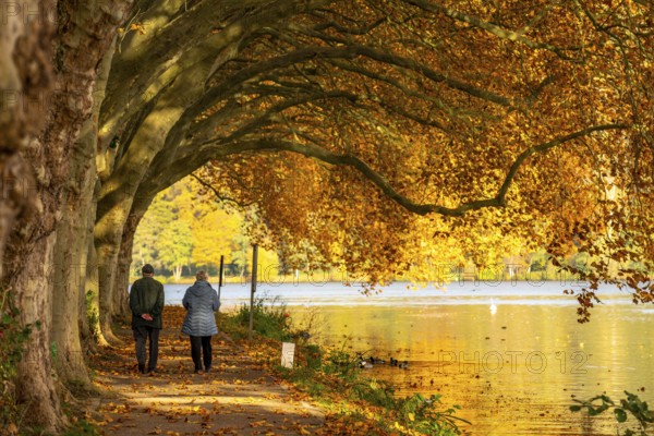 Platanen Allee, lakeside path on Lake Baldeney, near Haus Scheppen, in Essen, autumn, North Rhine-Westphalia, Germany, Europe