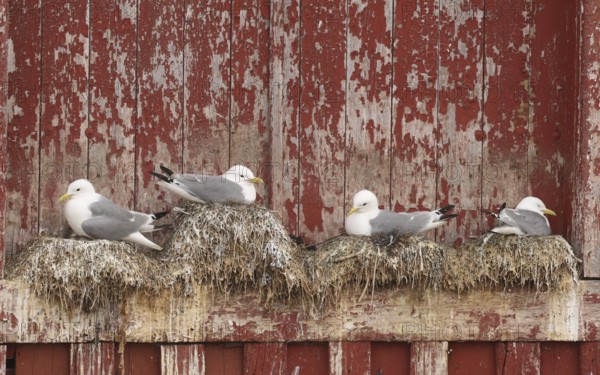 Kittiwake (Rissa tridactyla) on the nest on a building in Vardö on the island of Vardoya in the Barents Sea, Lapland, Northern Norway, Scandinavia