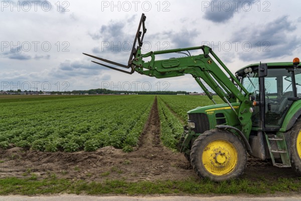 Potato field, potato ridges, early potatoes, 6 weeks after planting, just over 3 weeks to harvest, tractor, North Rhine-Westphalia, Germany, Europe