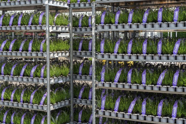 Horticultural company, lavender plants, in flower pots, outdoors, are packed for transport to the customer, North Rhine-Westphalia, Germany, Europe