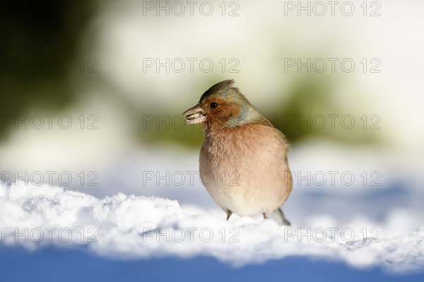 Chaffinch (Fringilla coelebs), male, in the snow, with sunflower seed in beak, winter feeding, Oberhausen, Ruhr area, North Rhine-Westphalia, Germany, Europe
