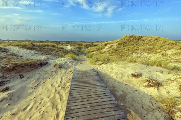 Amrum Island, landscape Germany, dune, dunes, grass, structure, form, vegetation, bphlen, path, wooden footbridge, Amrum, Amrum Island, Schleswig-Holstein, Germany, Europe