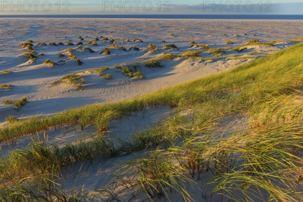 Amrum Island, landscape Germany, dune, dunes, grass, structure, form, vegetation, Amrum, Amrum Island, Schleswig-Holstein, Germany, Europe
