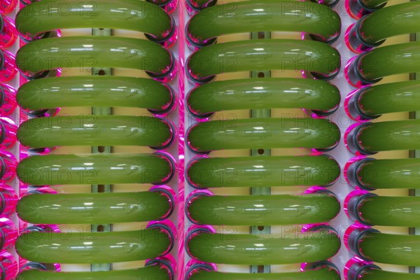 PUEVIT GmbH produces the most efficient photobioreactors for the cultivation of microalgae. The aim is to revolutionise the supply of raw materials through microalgae production. Innovative technological solutions have been developed for the growth and harvesting of spirulina, chlorella and other microalgae, for example, which enable unique efficiency, unprecedented simplicity and maximum stability in what is probably the most compact tube system on the market. Raw, unprocessed spirulina is produced as a fresh, regional food under the ALGENWERK brand. The algae grow in our own facilities and are harvested and freshly packaged directly without any further processing. Spirolina production, start-up of full production at the Puevit algae plant, Dresden, Saxony, Germany, Europe