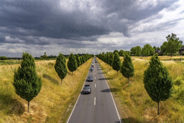 Dorstfelder Allee in Dortmund, completely new road built in 2013, former farmland, in the Dorstfeld district, Tuscany-style tree avenue with 92 new trees, North Rhine-Westphalia, Germany, Europe